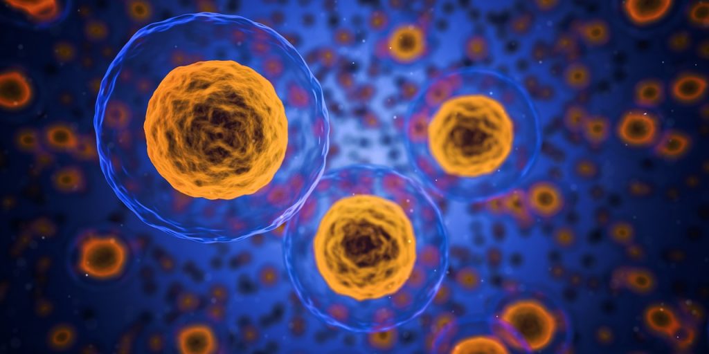 Cellule staminali cordonali, utilizzate nella medicina rigenerativa e nella conservazione del cordone ombelicale